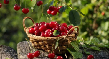 Jak správně zmrazit třešně v lednici na zimu a je to možné